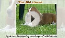 4 Essential English Words 5: Lesson 13 - The Old Hound